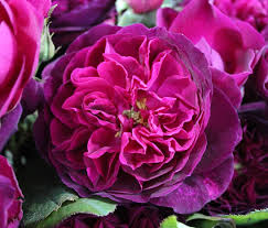Rosier créé par david austin en 2007. Munstead Wood Standard Newman S Nursery