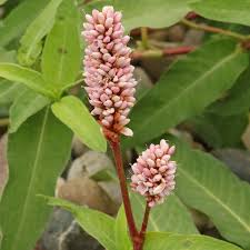 Image result for Persicaria
