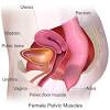 Helps improve kegel and pelvic floor. 1