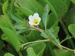Image result for Ludwigia adscendens