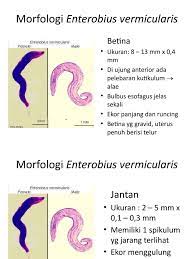 Infeksi biasanya terjadi melalui 2 tahap. Morfologi Dan Siklus Hidup Enterobius Vermicularis
