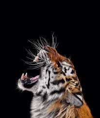 show teeth tiger tiger photography tiger poster animals