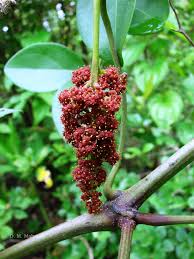 Image result for Ampelocissus