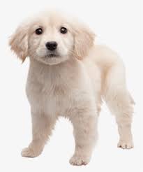 Check spelling or type a new query. Golden Retriever Png Transparent Golden Retriever Png Image Free Download Pngkey