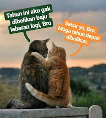 Pin Oleh Agus Karimullah Di Kucing Lover Binatang Kucing Cantik Meme Kucing