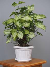 Syngonium Podophyllum Plant Care Houseplant Plants Trees To Plant