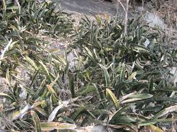 Image result for Sansevieria scimitariformis