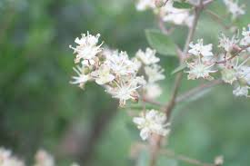 Image result for Lawsonia inermis