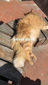 Almira Mercan Adli Kullanicinin Hayal Panosundaki Pin Goruntuler Ile Fotograf Kopya Kagidi Fotografcilik Kedi