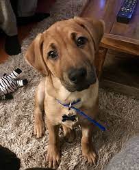 Hi Reddit Meet My New Potcake Puppy Alpha Dogpictures Dogs Aww Cuteanimals Dogsoftwitter Dog Cute Puppies Potcake Dogs Cute Dogs