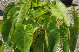 Please note that elephant ears will showcase their unique attributes like black leaves, ruffled edges etc. Colocasia Esculenta Royal Hawaiian Maui Gold Deco Style