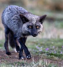 Wilma McKenzie / Wildlife Photography | A Silver Fox (a melanistic  variation of red fox) occurs in about 10% of the species. Red foxes always  have a white tipped tail no matter ... | Instagram