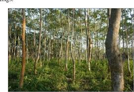 Image result for Grewia arborea