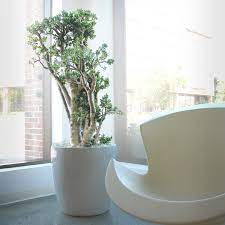 Opt for healthy plants with vibrant foliage. How To Choose The Best Office Plants For Workplace Feng Shui Planterra