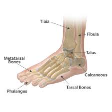 The tibia and fibula of the leg, and the talus of the foot: What S Causing My Foot And Ankle Pain
