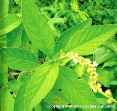 Image result for Pseudomussaenda stenocarpa