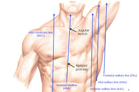 They increase in length, curvature and amount of cartilage craniocaudally. Lecture 2 Thoracic Wall Mediastinum Lungs Flashcards Quizlet