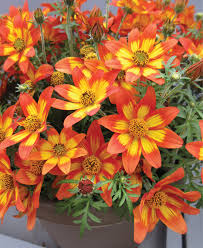 Image result for Bidens kirkii