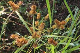 Image result for Lipocarpha nana