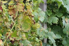 Image result for peronospora grapevine