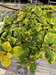 Image result for Plectranthus mandalensis