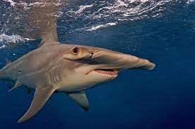 Maybe you would like to learn more about one of these? 19 Different Types Of Sharks Rankred