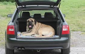 Maybe you would like to learn more about one of these? Pet Its Echo Doran Get The Best Pet Transport Services To Suit Your Specific Needs