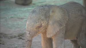 A baby asian elephant, normally called calf, weighs on average about 100 kg (220 pounds) when born (natgeoa, macdonald 2010). It S A Girl African Elephant Newborn On Exhibit At San Diego Zoo Zooborns