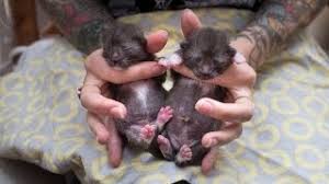 Start treatment when your kitten is 3 weeks old. How To Help Baby Kittens Pee And Poop Youtube