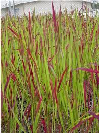 Image result for Cyathula cylindrica