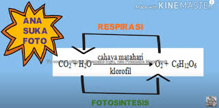 Simak ulasan soal un transformasi geometri untuk level kognitif pengetahuan dan pemahaman yang akan diberikan berikut ini. Wety Yuningsih Mengajar Daring Bab Metabolisme Kelas 12 Ipa Ips Lm