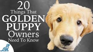 Our goal is to match you to the right puppy and if we can not succeed, we refund your deposit. Golden Retriever Puppy First Week Home Professional Dog Training Tips Youtube