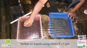 Cacing rambut atau cacing sutra sendiri memiliki tubuh yang sangat lunak dan lembut seperti halnya sutra ataupun rambut. Cara Panen Cacing Sutra Youtube
