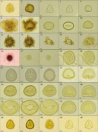 Image result for Dicliptera minor