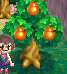 Fruit can be planted to grow trees, or sold for bells. Fruchte New Leaf Animal Crossing Wiki