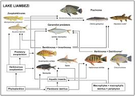 Continued from part 3 food chains and food webs ecosystem is defined as communities of microorganisms and their physical and chemical environment that function. Frontiers Food Web Structure And Trophic Dynamics Of A Fish Community In An Ephemeral Floodplain Lake Environmental Science