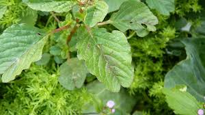 Image result for Amaranthus blitum