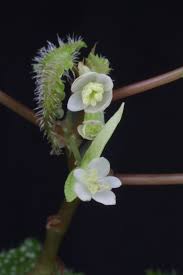 Image result for Begonia rostrata