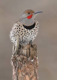 Birds Of North Idaho Northern Flicker Palouse River Idaho Usa Beautiful Birds Bird Pictures Birds
