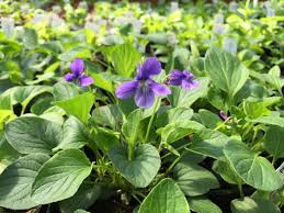 Image result for Viola abyssinica