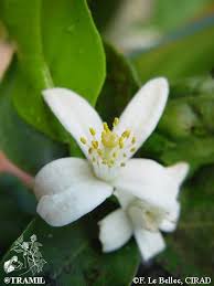 Image result for Citrus × aurantium