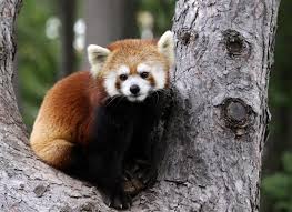 Red Panda As A Pet Pet Ponder