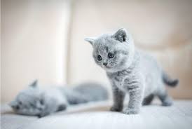 Yavru Kedi Bakim Rehberi Unique Pet Food