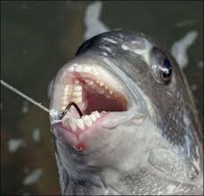 Forbez Dvd Blog Did You Know The Sheepshead Fish Has Human Teeth Wtf Pics Weird Animals Ocean Creatures Nature Animals