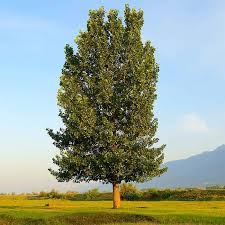 We did not find results for: Hybrid Poplar Trees For Sale Fastgrowingtrees Com