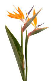 Bird Of Paradise Bird Of Paradise Flower Bird Of Paradise Flowers Birds Of Paradise Flower Paradise Flowers Birds Of Paradise