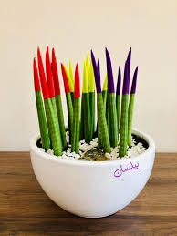 بيلسان لبيع نباتات الزينة Posts Facebook