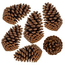 Snow covered pine cones are the perfect addition to winter and holiday decor. Amazon Com Supla 6 Pcs 5 6 Tall Natural Pinecones Giant Pine Cones Large Pinecone Ornaments Real Preserved Pine Cones Big Pinecones Kitchen Dining