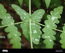 Image result for Histiopteris