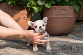 Contact us today to reserve your puppy! Chole French Bulldog Rolly Pups Inc